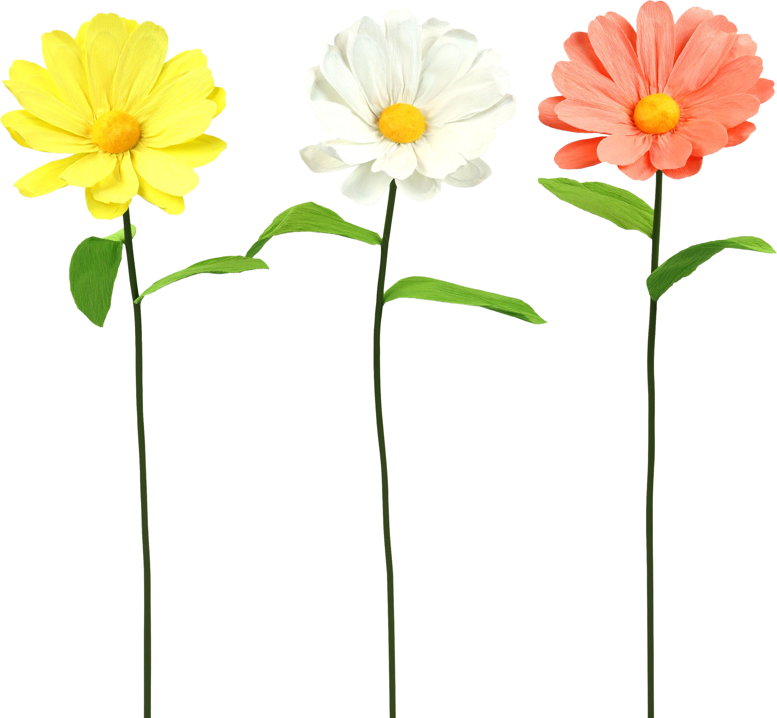 2014 BLUMENTRIO DAISY   S/3