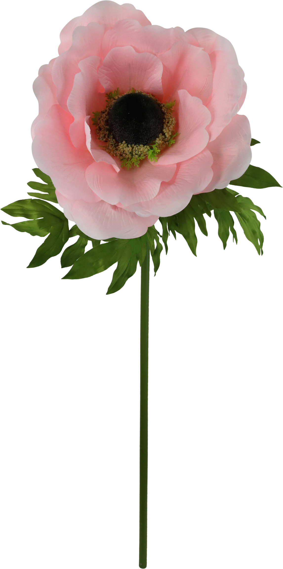 4921 RIESENBLUME ANEMONE