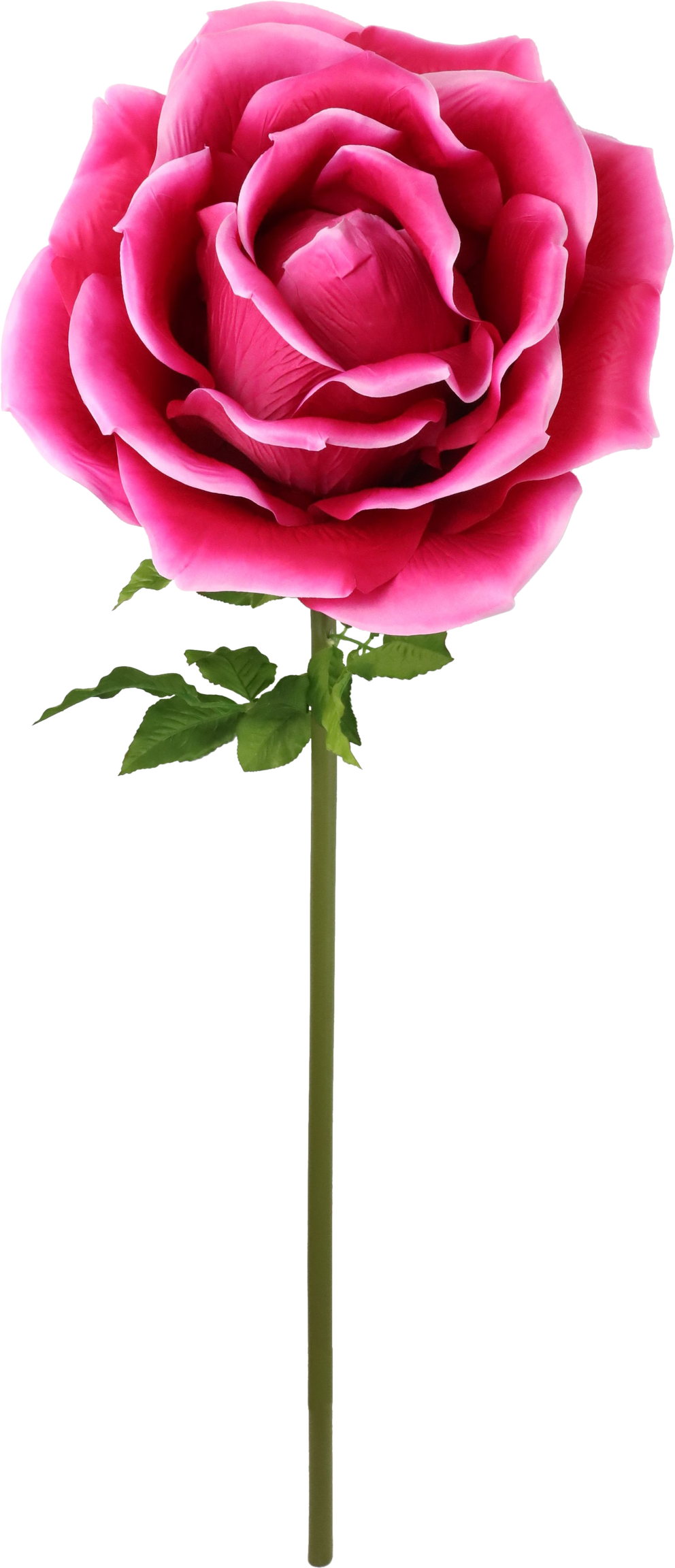 4975 RIESENBLUME ROSE