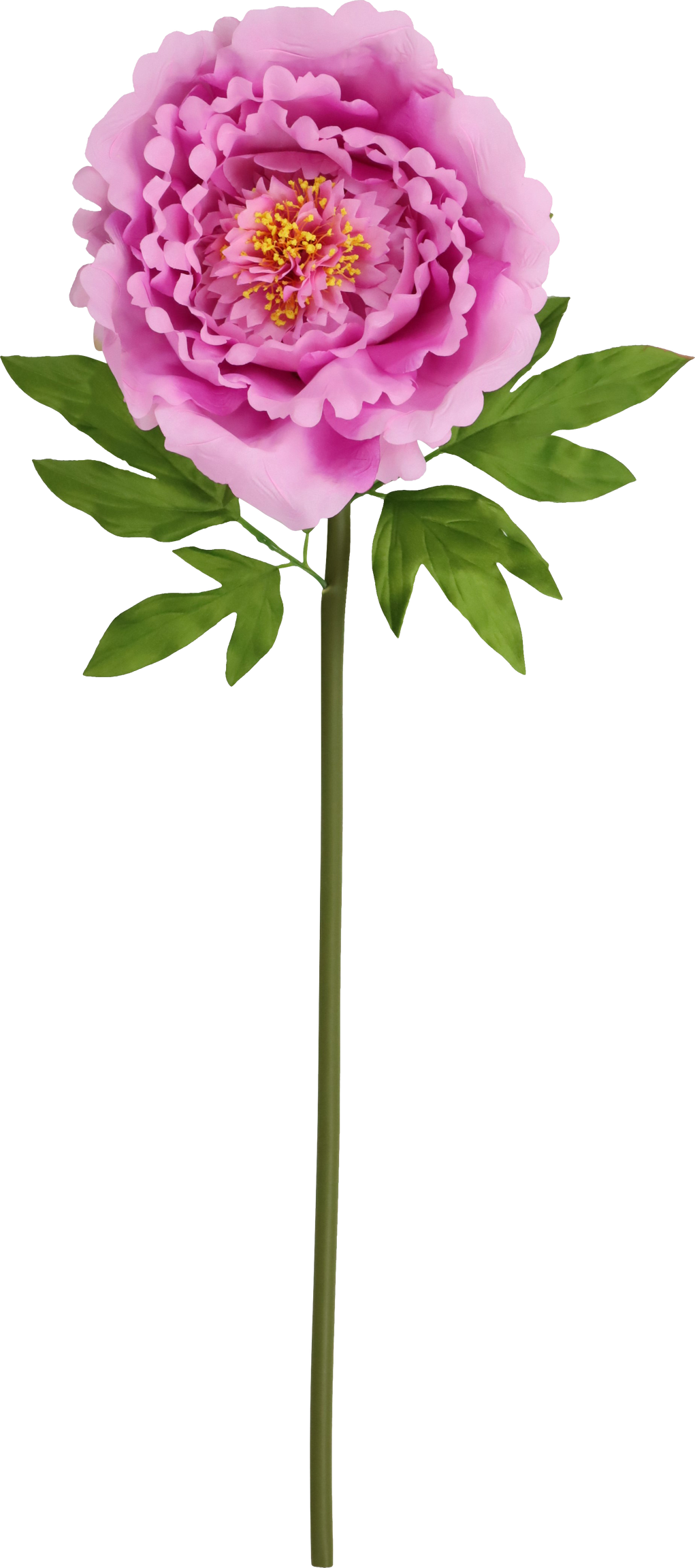 4993 RIESENBLUME ZIERROSE