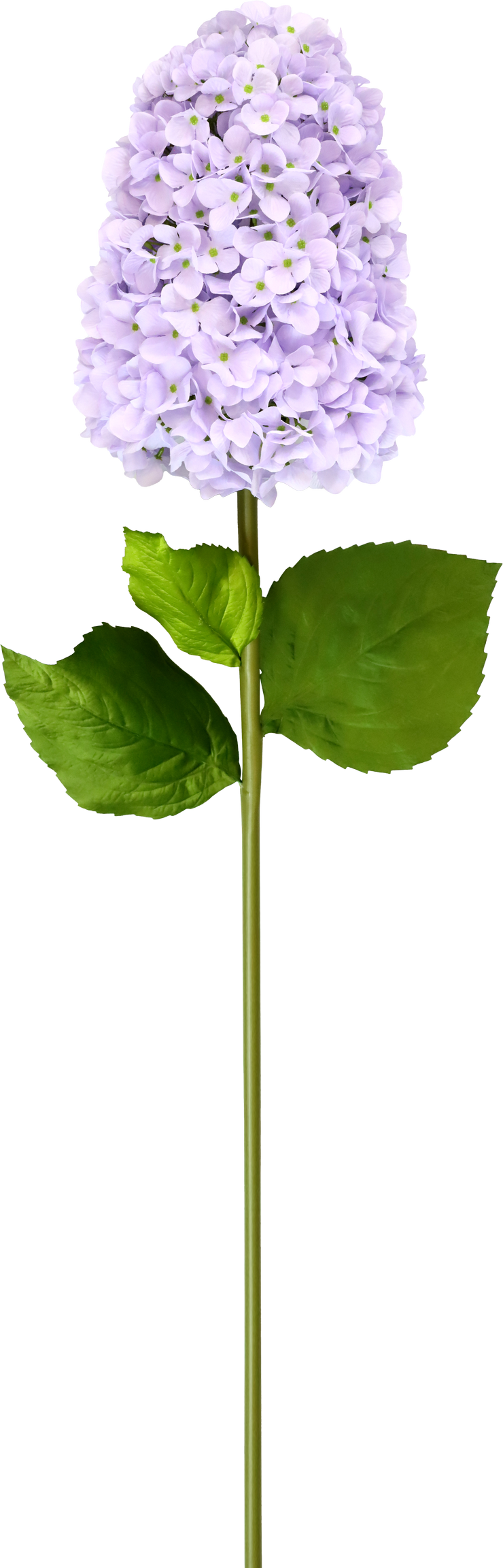 5244 XL-BLUME HORTENSIE