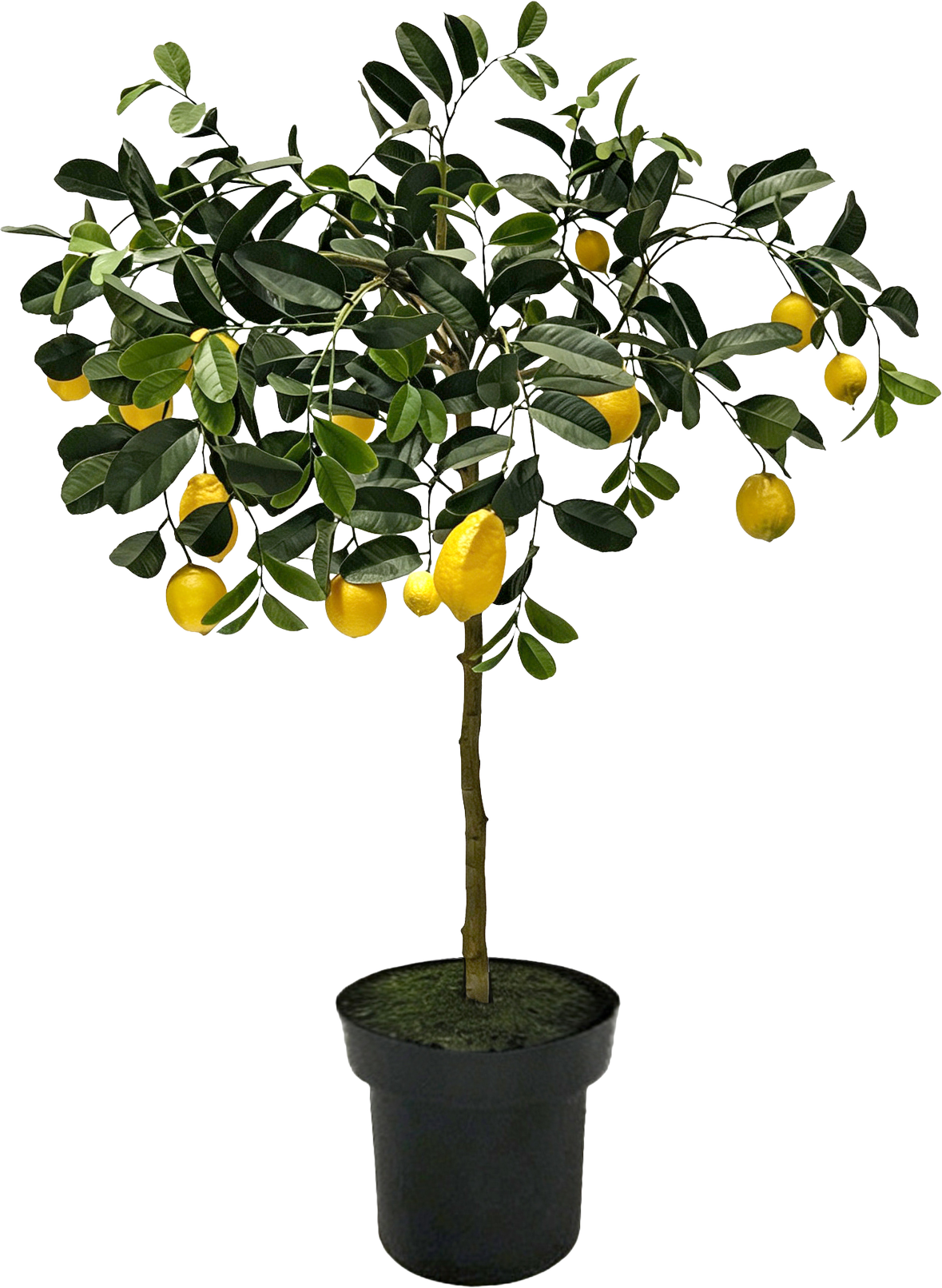 6789 ZITRONENBAUM AMALFI