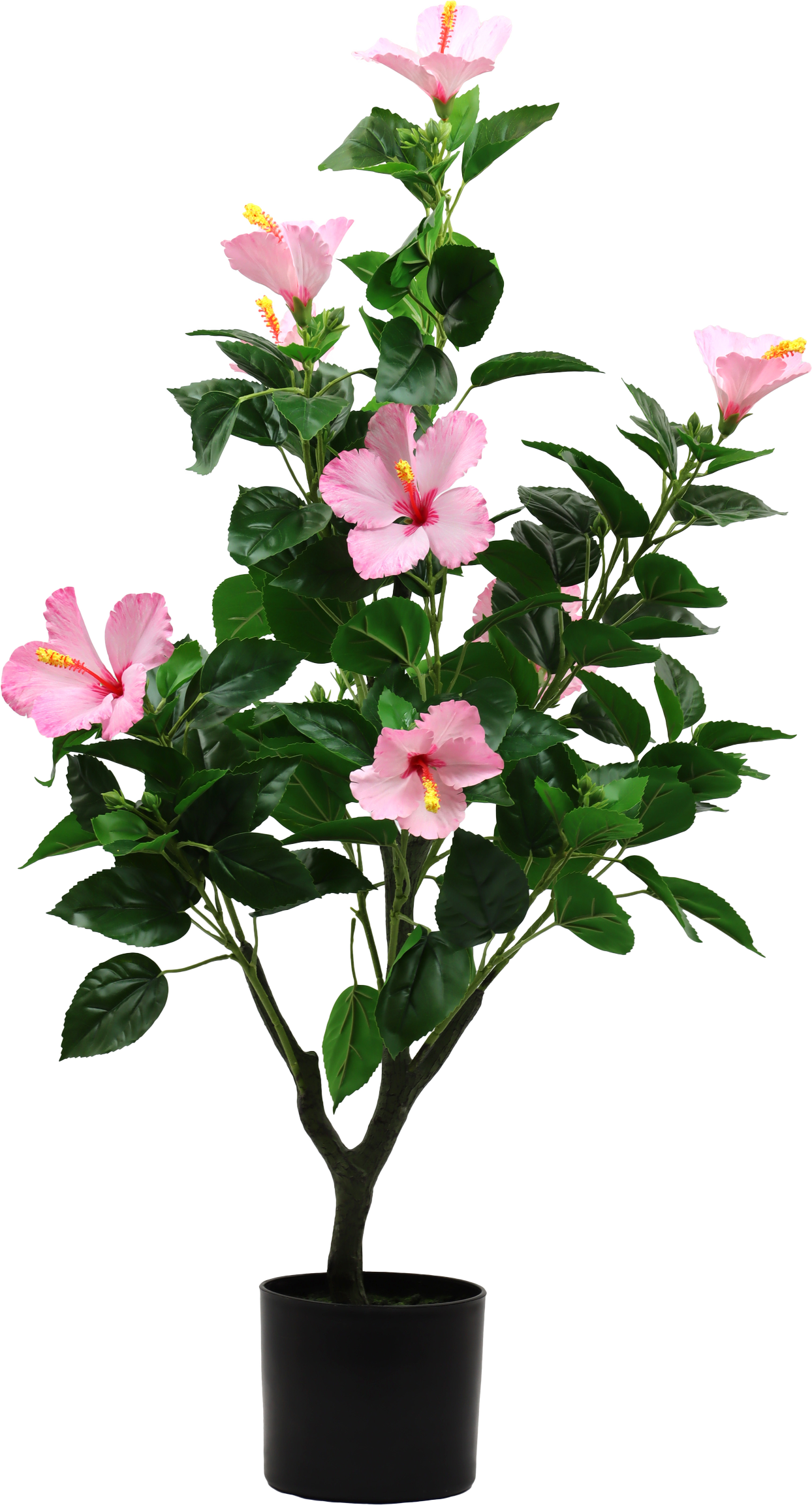 7235 ZIERBAUM HIBISCUS DREAM