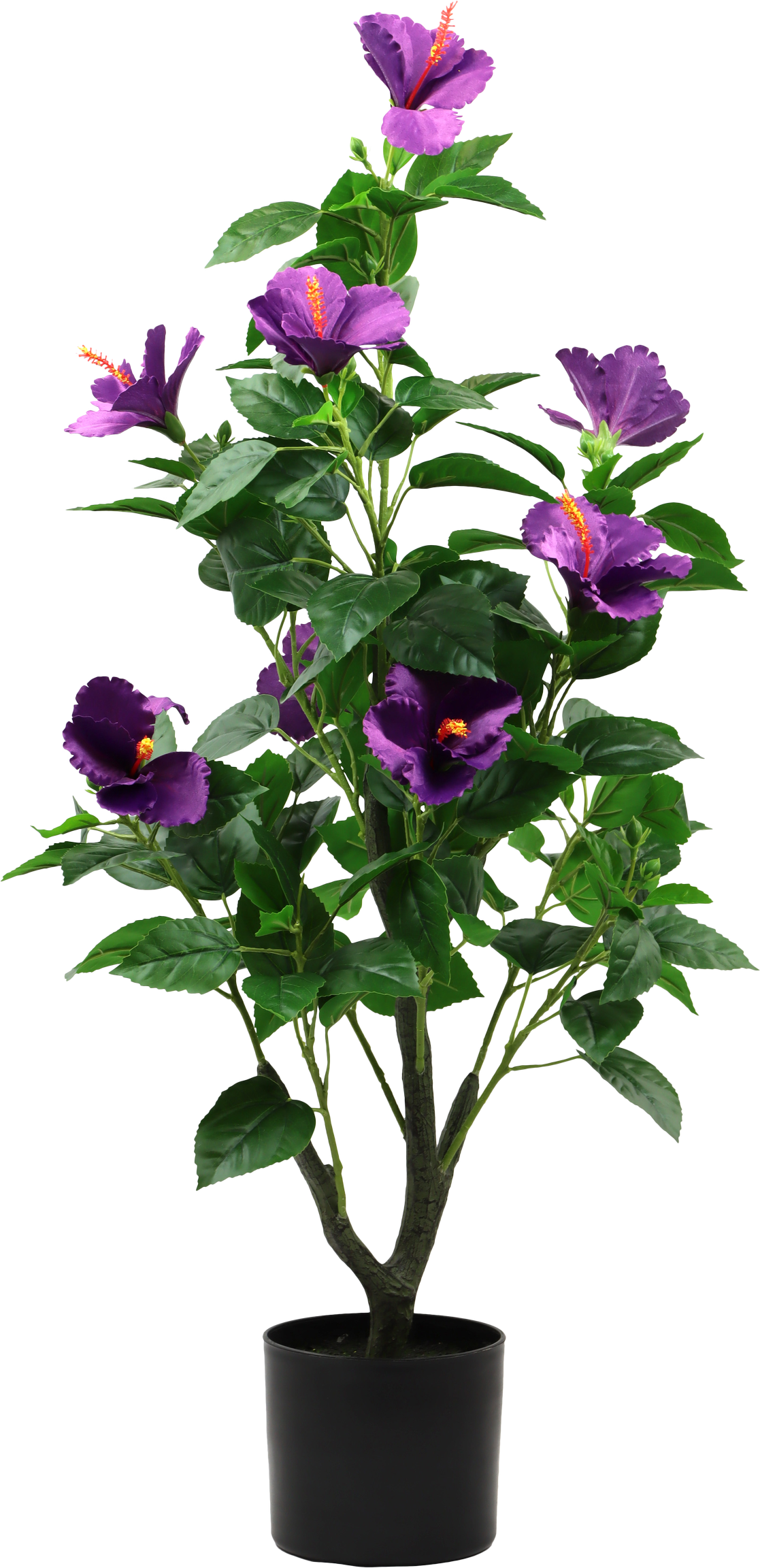 7289 ZIERBAUM HIBISCUS DREAM