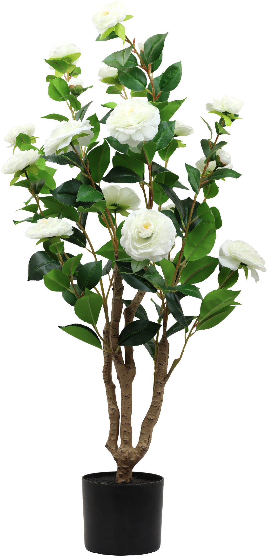 7297 ZIERBAUM LA ROSA BELLA